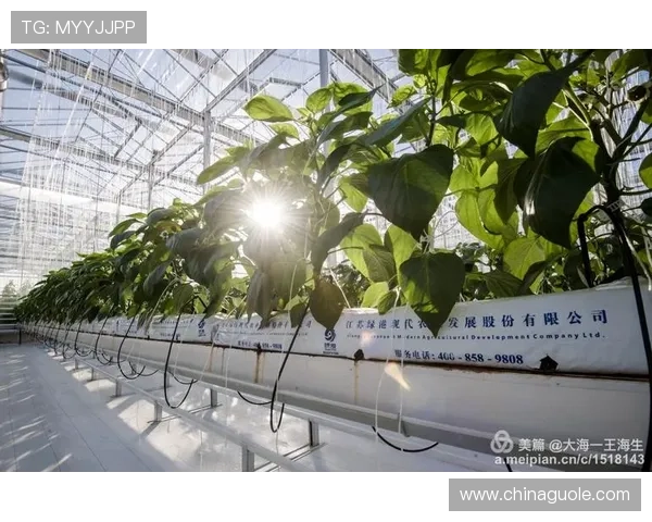 彩世界创新驱动发展路径探索与未来前景分析